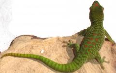Baby Crimson Madagascar Giant Day Geckos