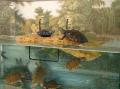 Zoo Med 15 Gallon Turtle Dock