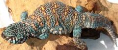 Sub Adult Ornate Uromastyx