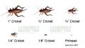 Pet Store Cricket Package (10,000 crix)