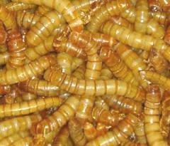 Giant Mealworms - 35 Count Cupped