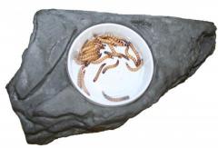 Pet Tekk Large Worm Feeder Ledge Granite