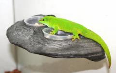 Pet Tekk Magnatural Gecko Ledge Granite