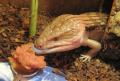 Zoo Med Tropical Fruit Mix-ins Red Banana