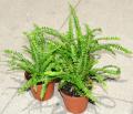 Assorted Live Fern Plants