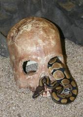 Aged Human Skull Hide