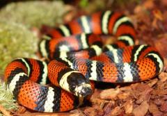 Baby Black Milksnakes