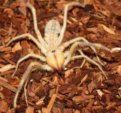 Camel Spiders