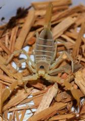 Dune Scorpions