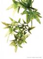 Exo Terra Croton Hanging Plant Large