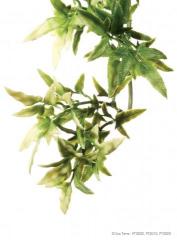 Exo Terra Croton Hanging Plant Large