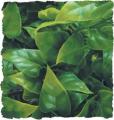 Zoo Med Mexican Phyllo Bush Plant Small