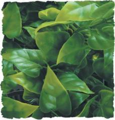 Zoo Med Mexican Phyllo Bush Plant Small