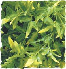 Zoo Med Bolivian Croton Bush Plant Small
