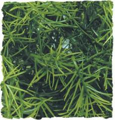 Zoo Med Cashuarina Bush Plant Small