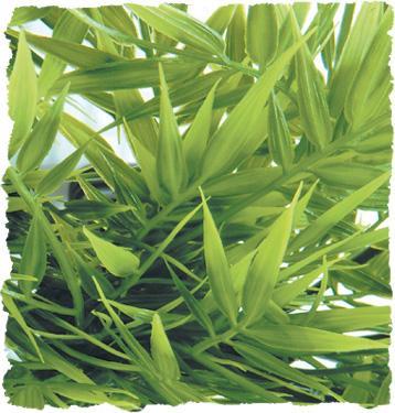 Zoo Med Madagascar Bamboo Bush Plant Small