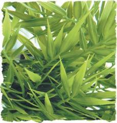 Zoo Med Madagascar Bamboo Bush Plant Small