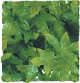 Zoo Med Congo Ivy Bush Plant Medium