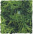 Zoo Med Cashuarina Bush Plant Medium