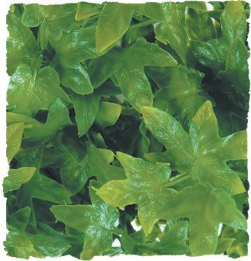 Zoo Med Congo Ivy Bush Plant Large