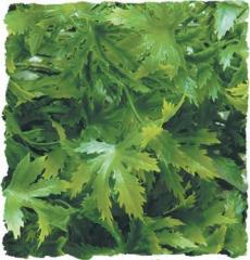 Zoo Med Cannabis Bush Plant Large